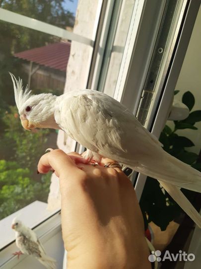 Попугай корелла
