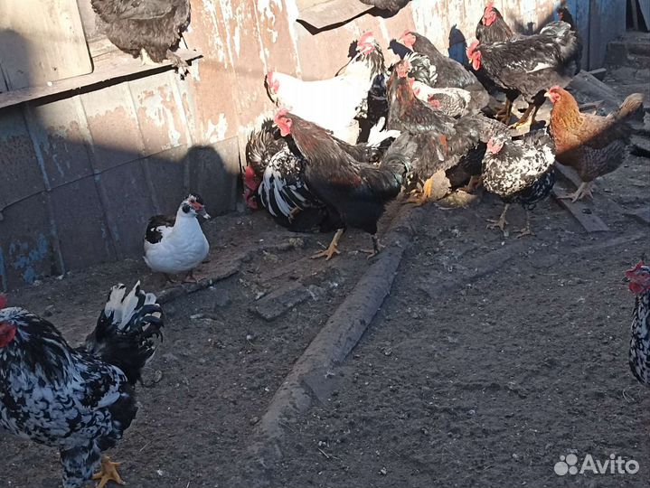 Индоутки петухи
