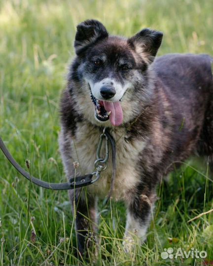 Бархатная Фема, милейшее создание. Лесной приют