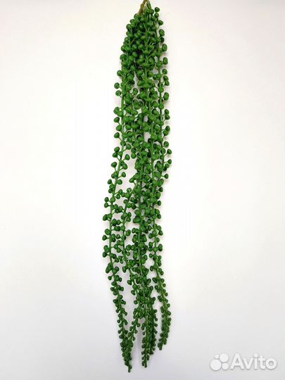 Растения для спальни крестовник роули опт