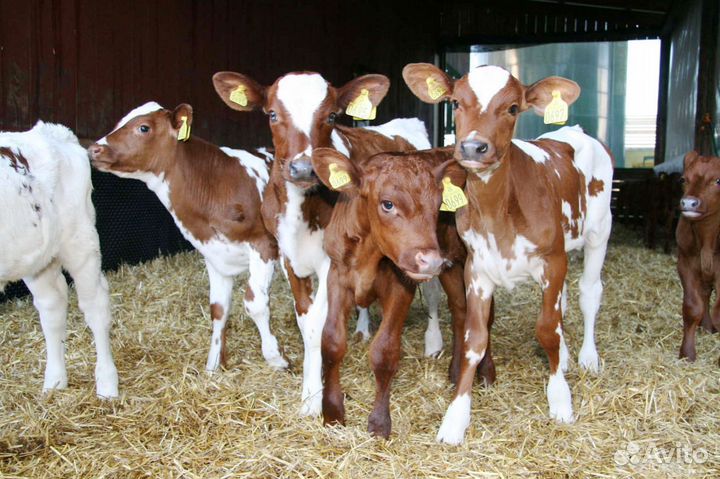 Уникальные телята с гарантией качества