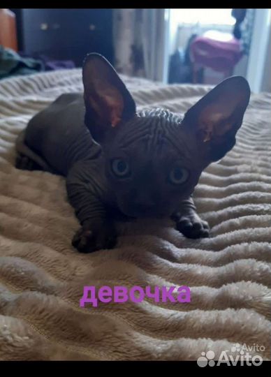 Канадский сфинкс котенок девочка