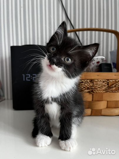 Отдам котят 2 мальчика