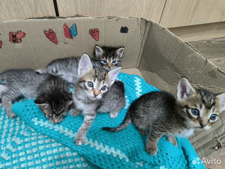 Котята в добрые руки