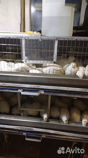 Яйца перепелиные инкубационное,перепела