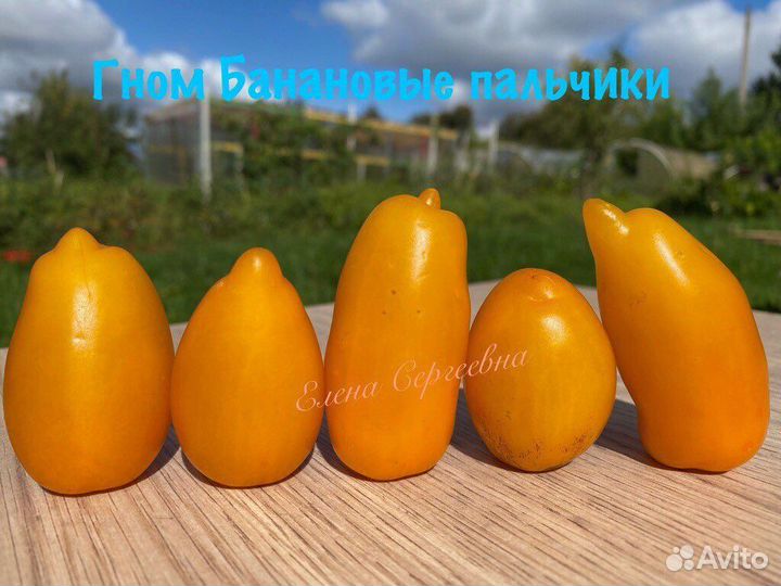 Семена томатов гномов