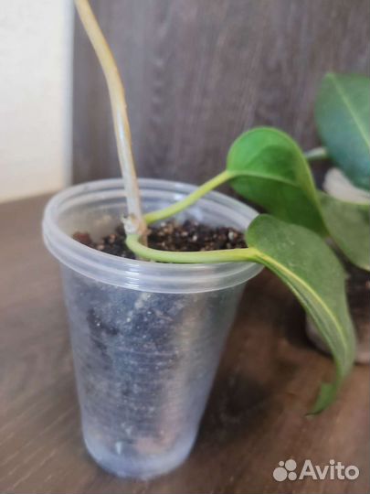 Стефанотис