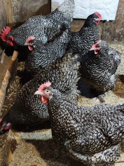 Инкубационное яйцо и цыплята