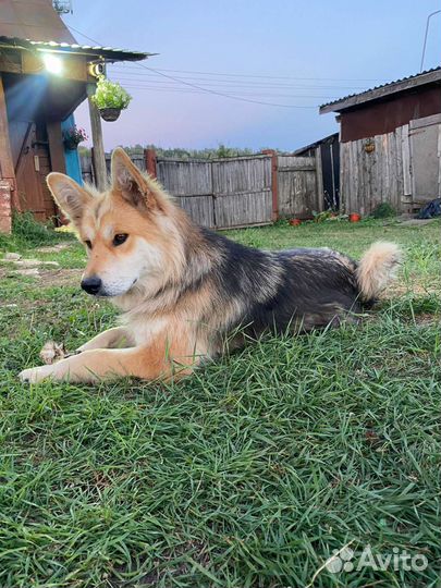 Молодая стерильная собачка- компаньон ищет дом