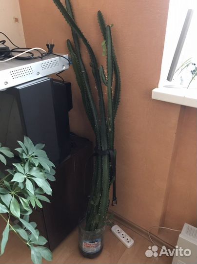 Молочай ростки укоренившиеся