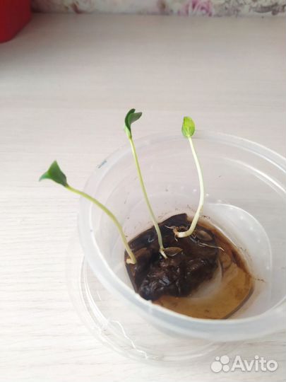 Семена лук батун и огурец (старинный сорт )