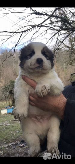 Алабай вязка