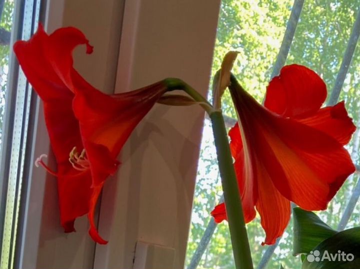 Гиппеаструм амариллис