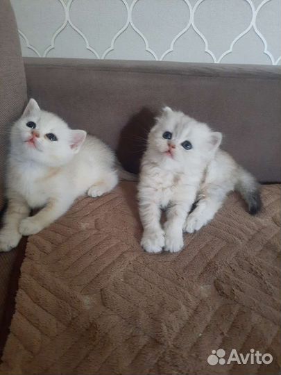 Золотая шиншилла