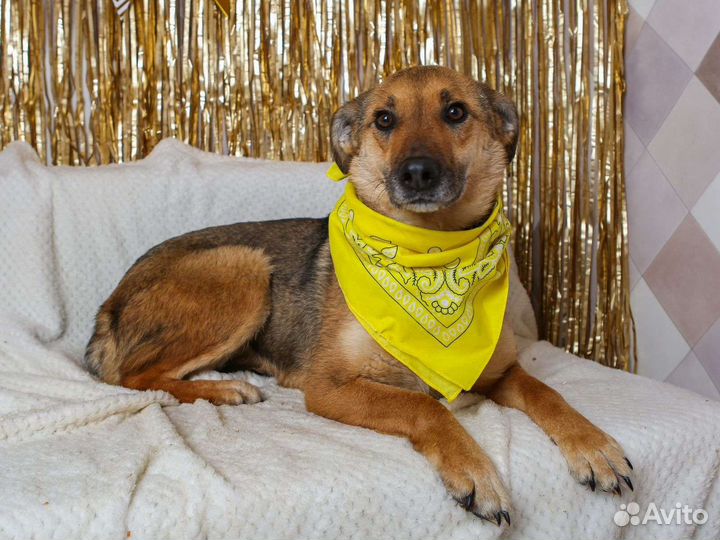 Лакки предали и сдали в приют