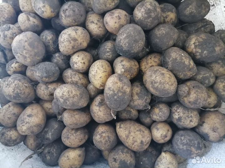 Картофель мелкий