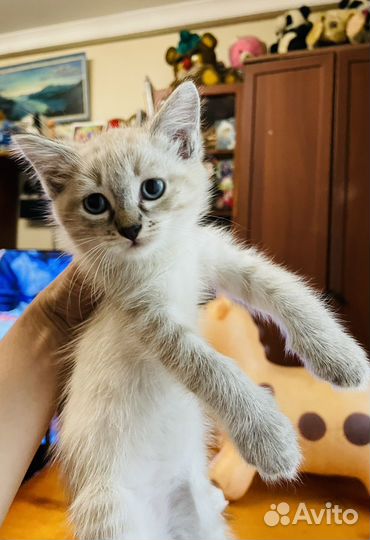 Котики