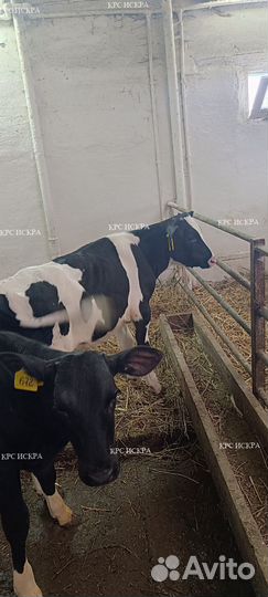 Крс бычки и телята холмогоры и голштины