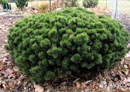 Сосна горная артикул m-3576