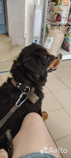 Ищем жениха