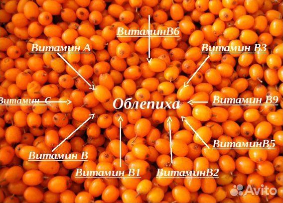 Облепиха ягоды