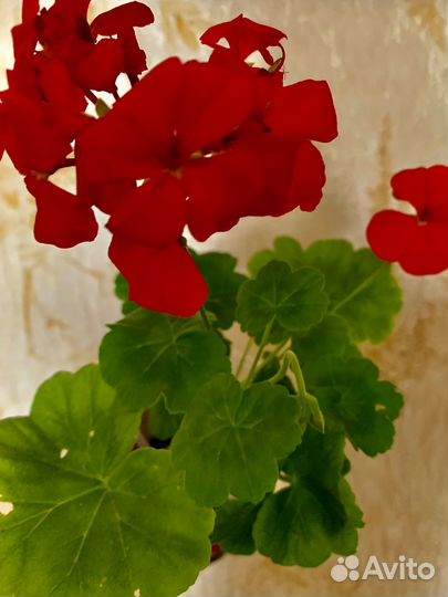 Пеларгониярозовая, красная, коралловая, белая