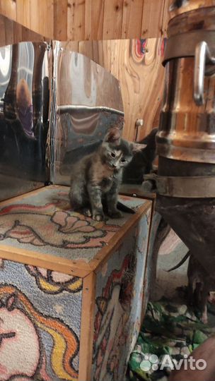 Котята в добрые руки бесплатно