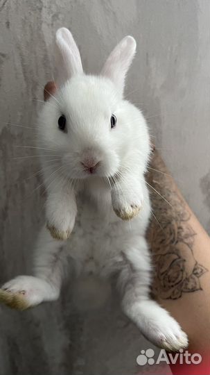 Декоративный кролик