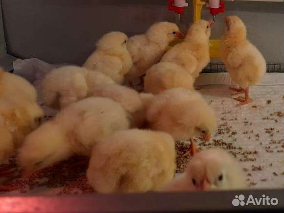 Цыплята суточные