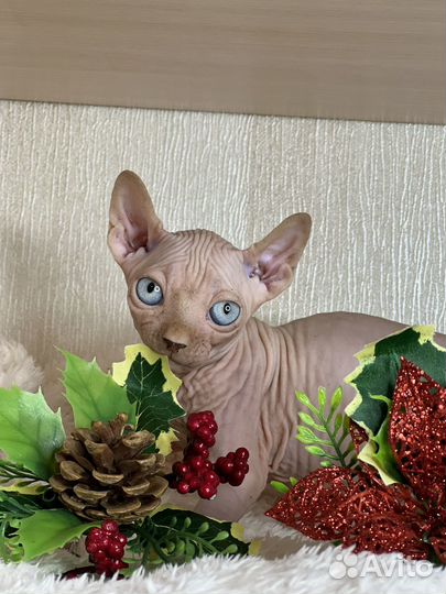 Канадский сфинкс