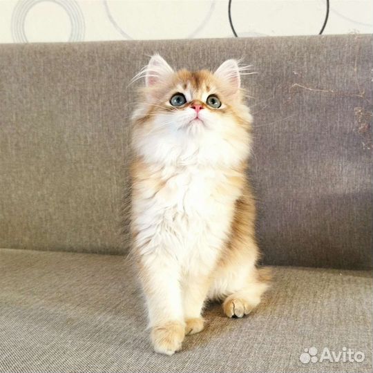 Кошечка хайленд