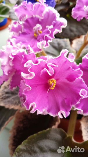 Фиалка Королевич Елисей цветущая