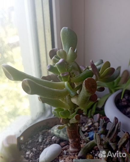 Суккуленты