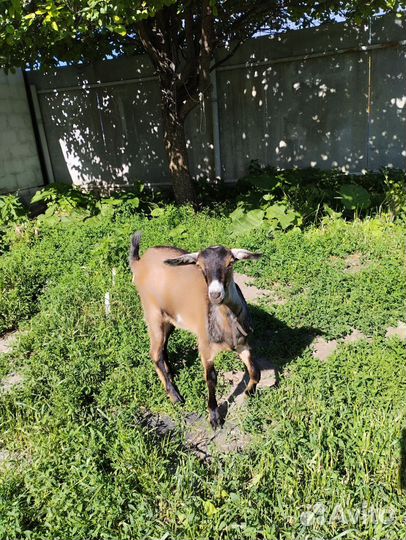 Козочка(некозь), 5 месяцев