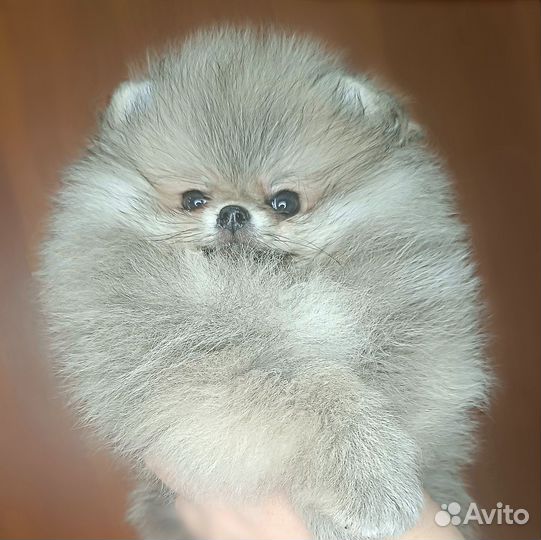 Шпиц мини мишка