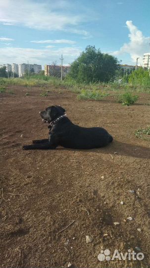 Вязка лабрадор