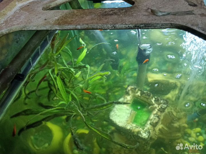 Аквариумные рыбки