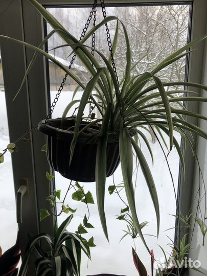 Хлорофитум, есть оранжевый