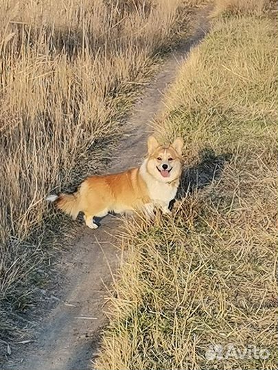 Вязка корги