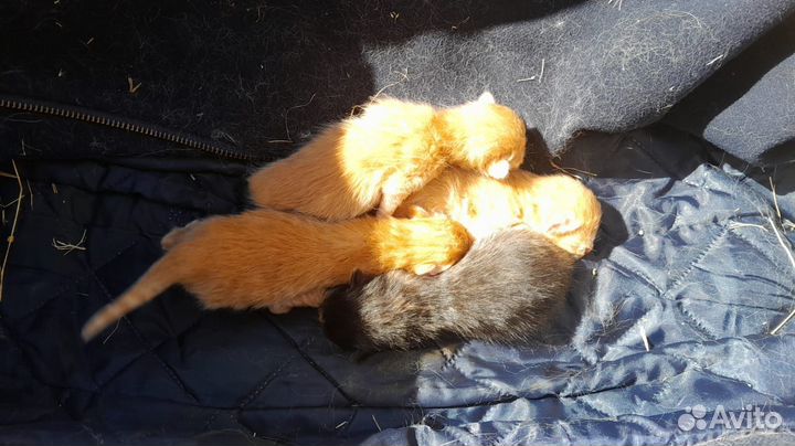 Котята в добрые руки