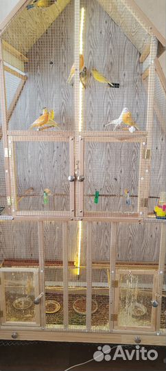 Продам канареек