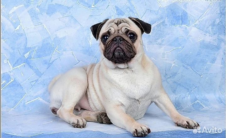 Щенки мопса