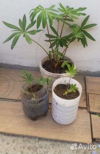 Люпины - саженцы обменяю или продам