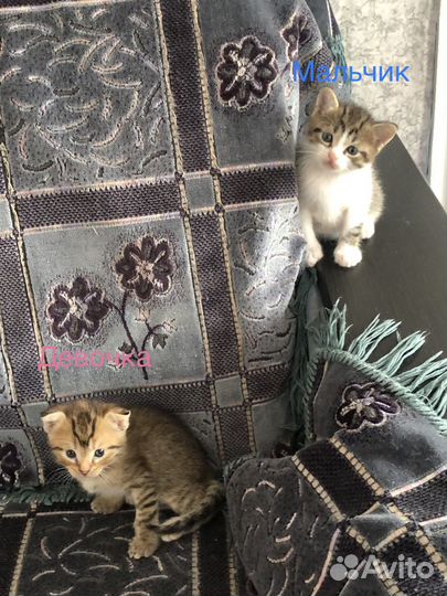Котята в добрые руки