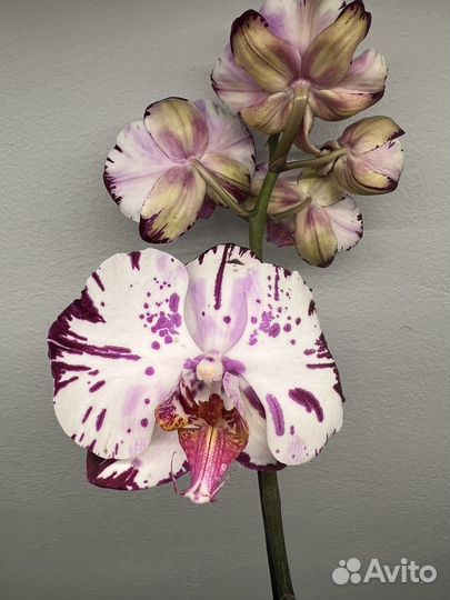 Орхидея Magic Art