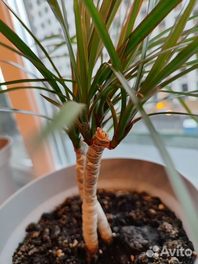 Пальма драцена 10 см