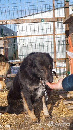 Минди ищет дом