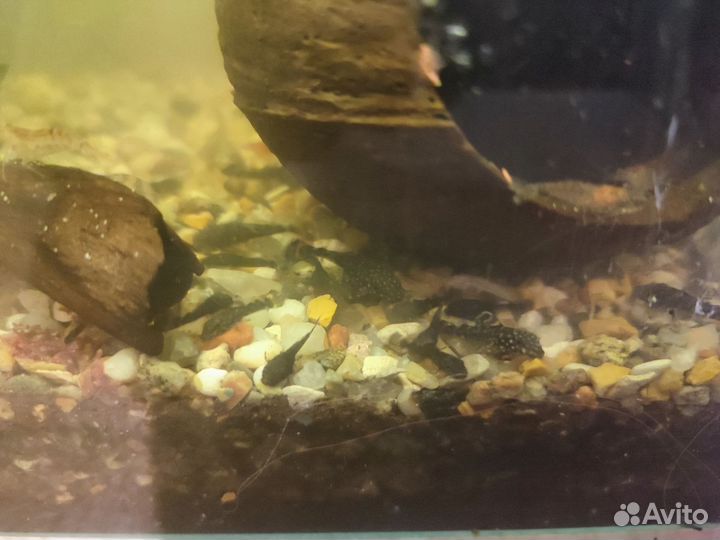 Сомики анциструсы