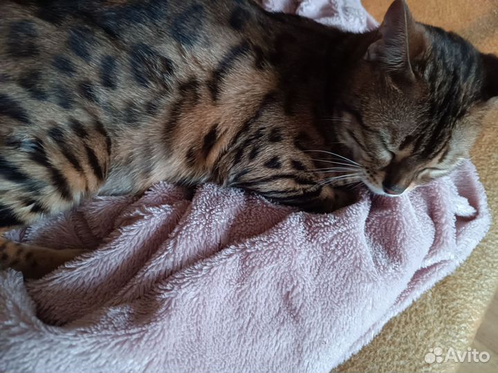 Бенгальские котята