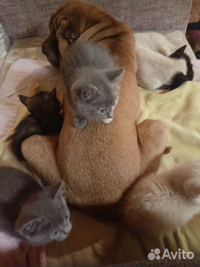 Котята в добрые руки